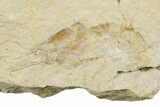 Three Cretaceous Fossil Shrimp - Lebanon #375802-2